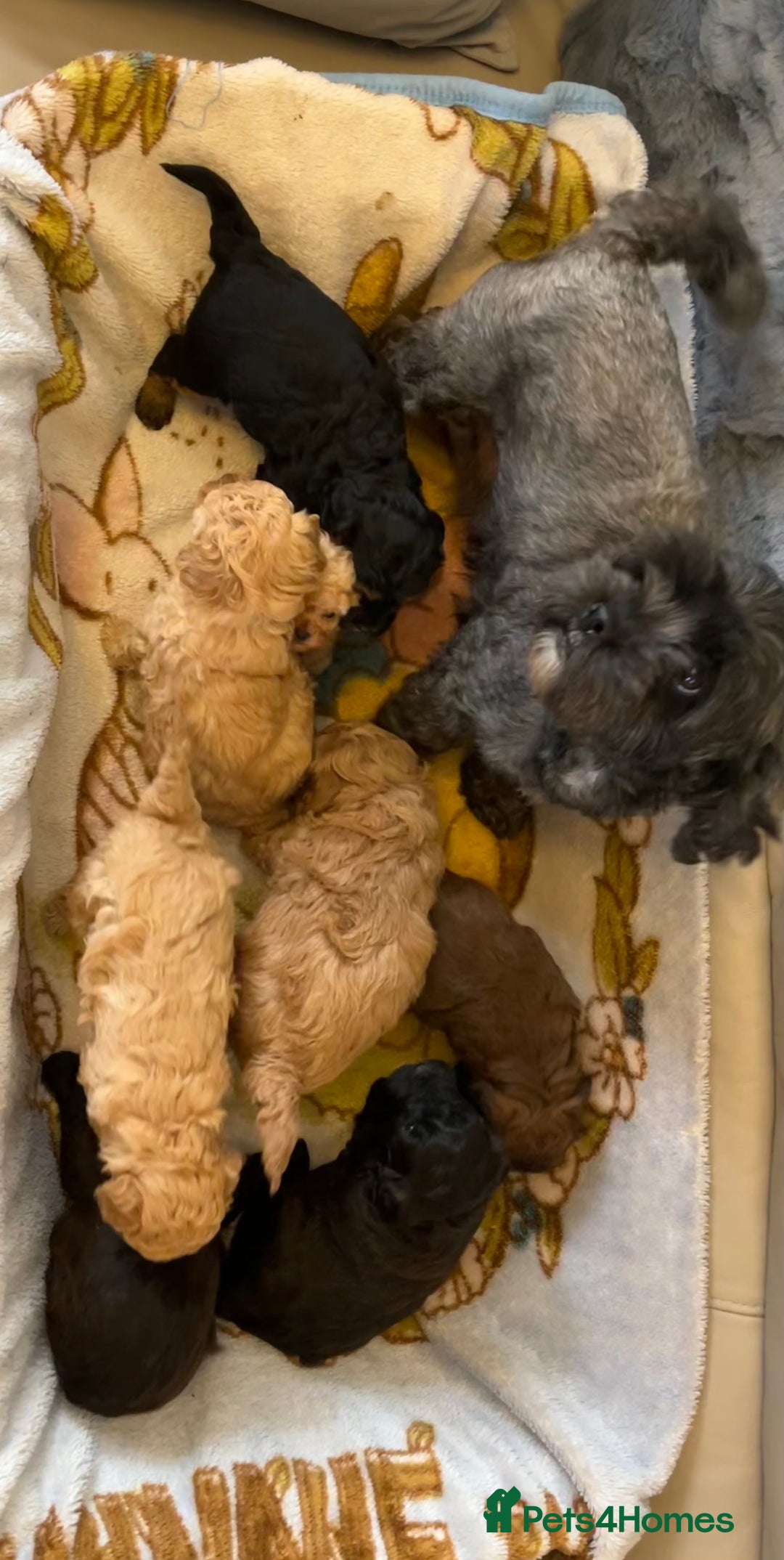 Shihpoo dogs for sale: beautiful shihpoo litter - Image 9