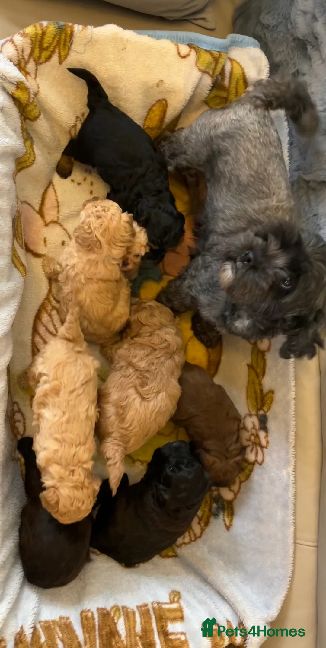 Shihpoo dogs for sale: 1 girl left shihpoo puppy fully vaccinated  - Advert 11