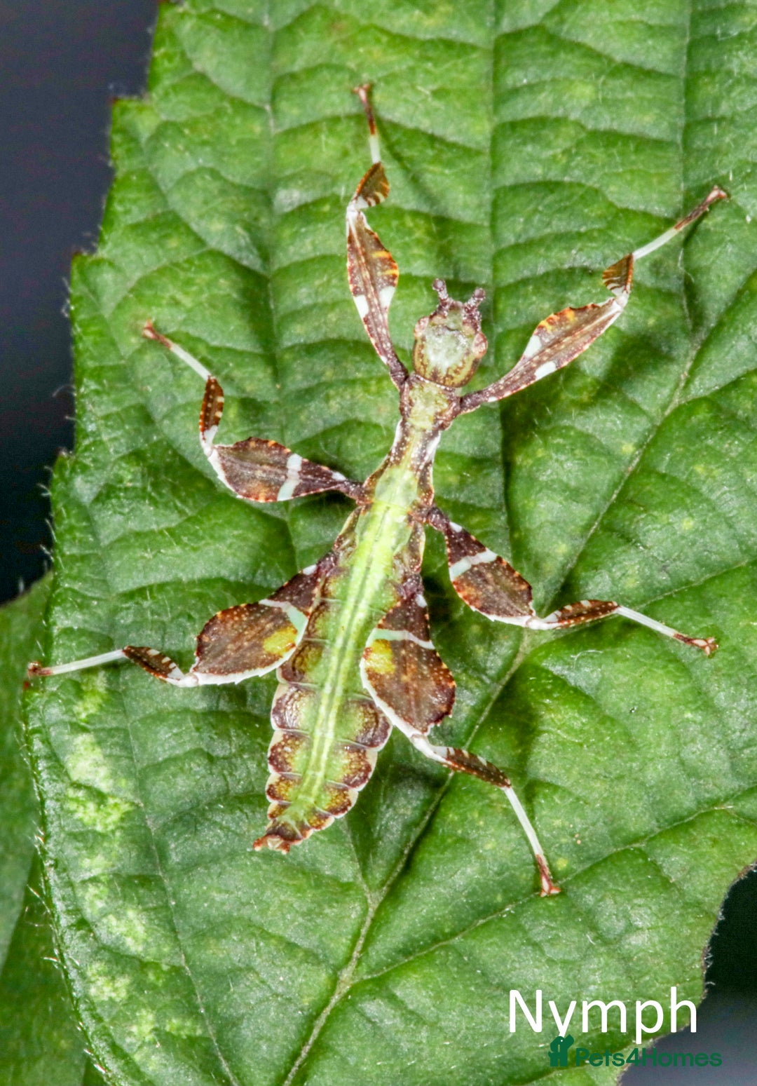 Stick Insects invertebrates for sale: Two mixed color nymphs Phyllium Leaf stick insects - Image 7