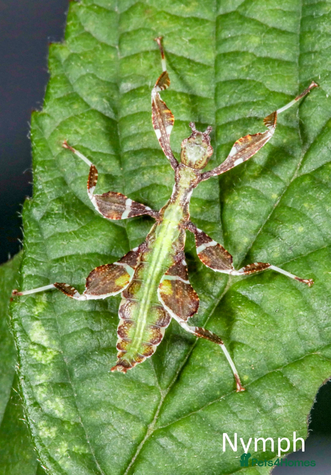 Stick Insects invertebrates for sale: Two mixed color nymphs Phyllium Leaf stick insects - Advert 7