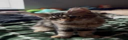 Maine Coon cats for sale: Stunning, friendly pedigree XL Maine Coons last 2! - Advert 12