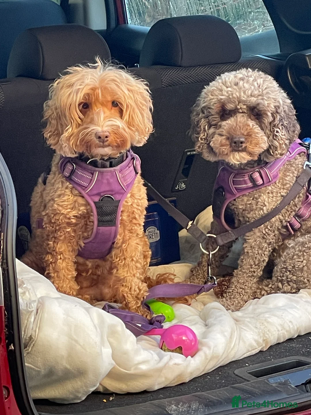 Cockapoo dogs for sale: Beautiful f1b cockapoos genetically tested - Advert 3