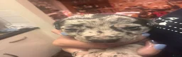 Lurcher dogs for sale: Indie & Murphy’s Love Story – The Next Chapter 🐾 - Advert 7
