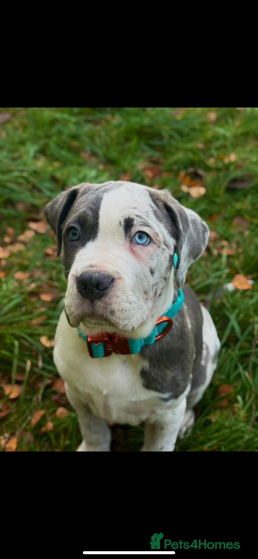 Cane Corso dogs for sale: Merle Cane corso puppy  - Advert 1