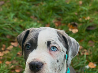 Cane Corso dogs Merle Cane corso puppy - Advert 1