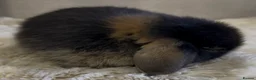 Mini Lop rabbits for sale: Gorgeous Mini Lop Babies looking for loving homes. - Advert 8