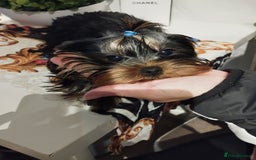 Yorkshire Terrier dogs for sale: 💝💝💝Both sides many champions 💝💝💝 in Leeds - Image 23