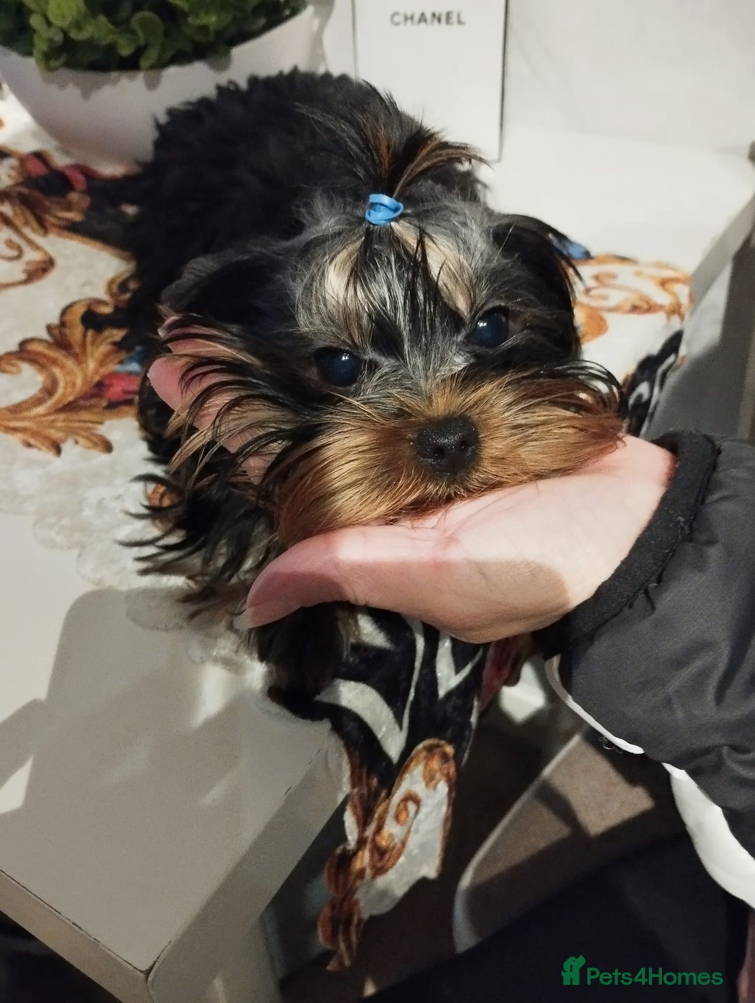 Yorkshire Terrier dogs for sale: 💝💝💝Both sides many champions 💝💝💝 in Leeds - Image 23