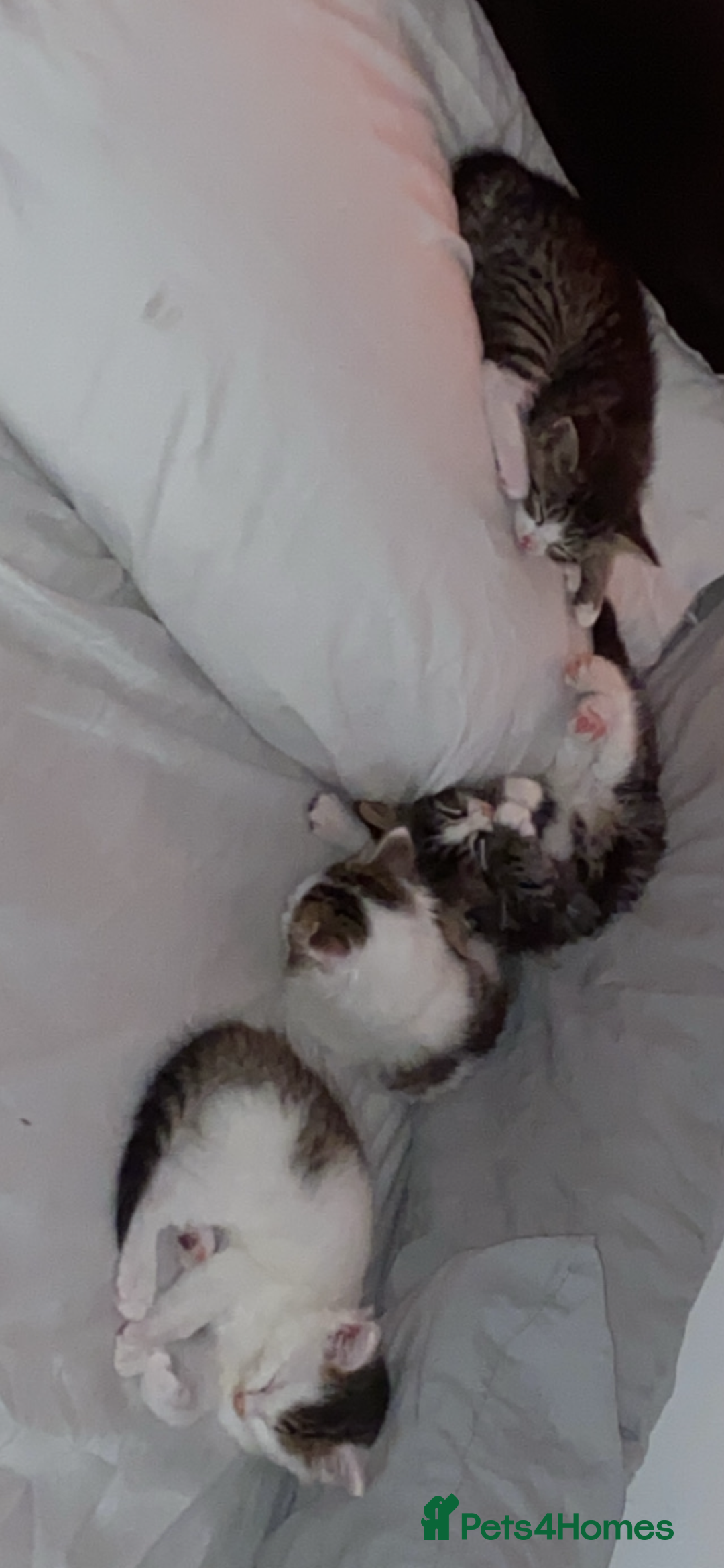 Maine Coon cats for sale: Maine coon / Siberian mix - Image 3