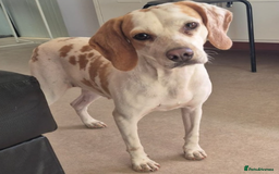 Beagle dogs for adoption: Cindra- young and dog social  - Advert 2