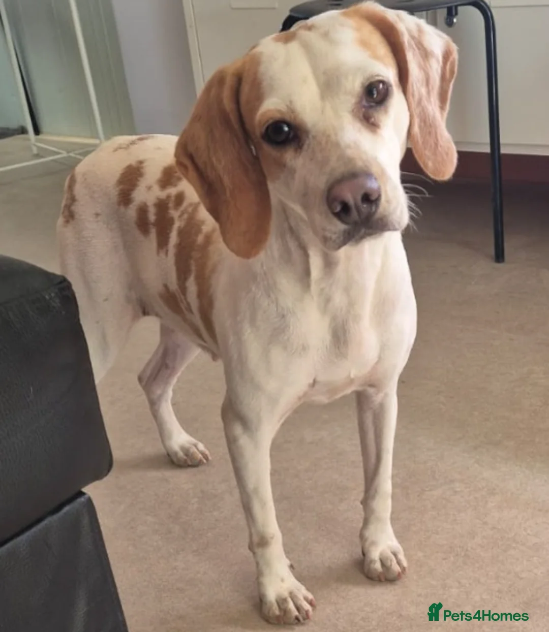 Beagle dogs for adoption: Cindra- young and dog social  - Advert 2
