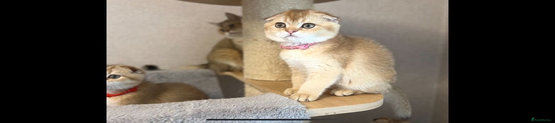 Scottish Fold Girl Kitten 