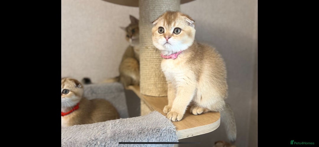 Scottish Fold cats for sale: Beautiful TICA-Reg Scottish Fold Girls - Advert 13