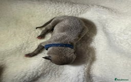 Whippet dogs for sale: Pedigree Purebred Blue and Two Toned Whippets - Image 16