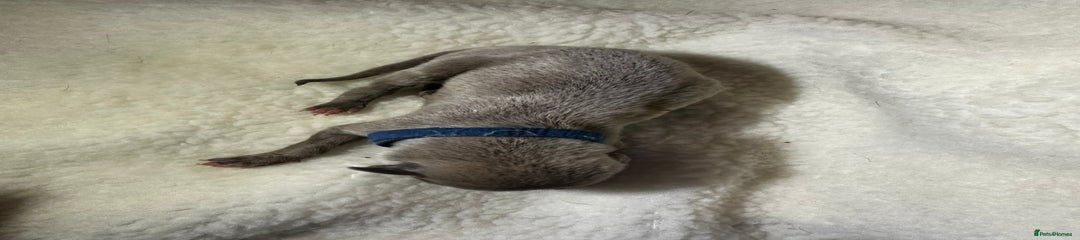 Whippet Puppy 4