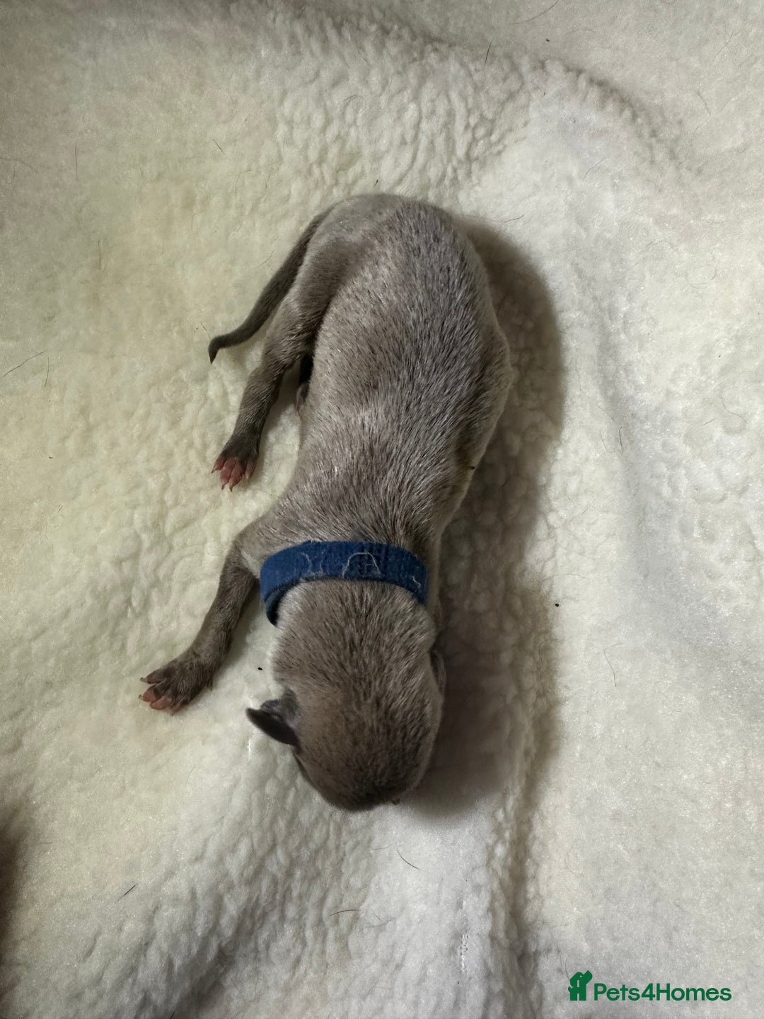 Whippet dogs for sale: Pedigree Purebred Blue and Two Toned Whippets - Image 16