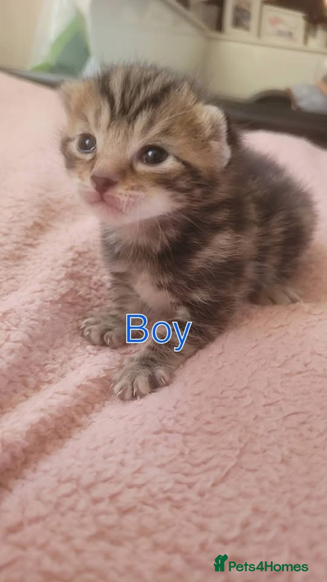 Mixed Breed cats for sale: Adorable tabby kittens  - Advert 2
