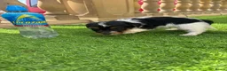 Jack Russell dogs for sale: Short legged Jack russels - Advert 10