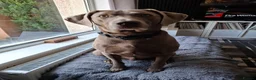 Mixed Breed dogs for sale: Charlie - Advert 3