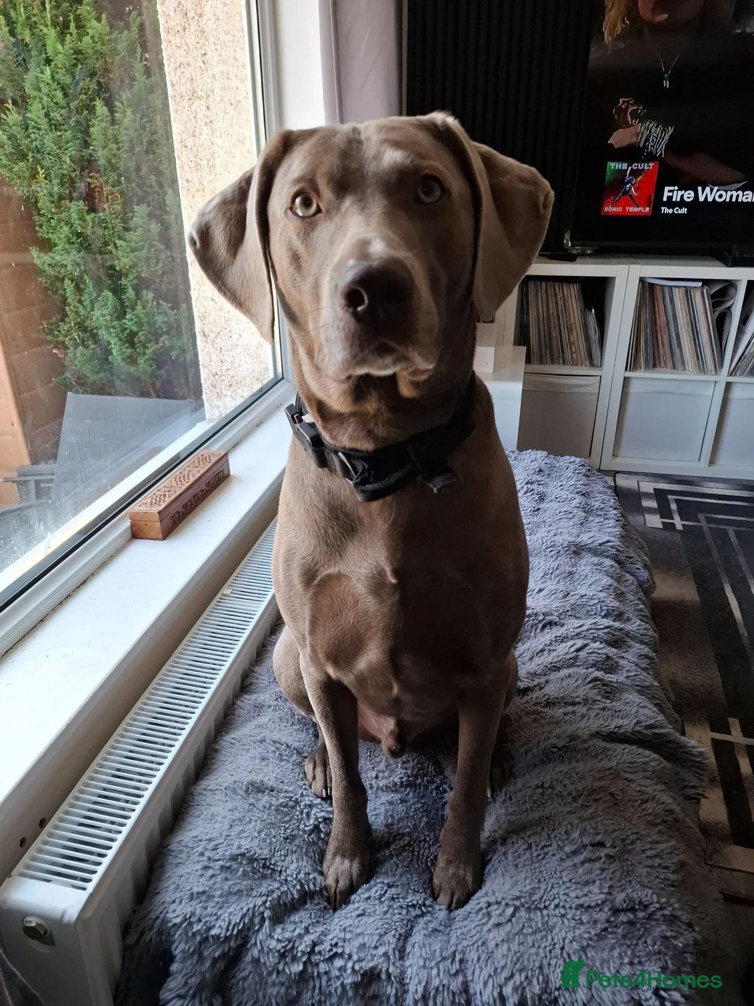 Mixed Breed dogs for sale: Charlie - Advert 3
