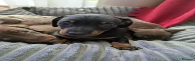 Miniature Dachshund 1