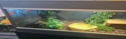 Python Snake reptiles for sale: 4ft maxi vivarium full setup PLEASE READ - Advert 2