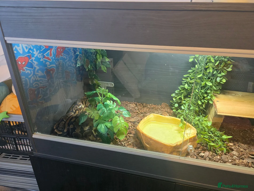 Python Snake reptiles for sale: 4ft maxi vivarium full setup PLEASE READ - Advert 2