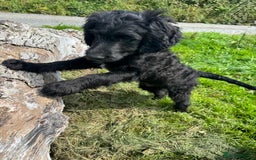 Goldendoodle dogs for sale:  F1b golden doodle puppies ready to go.  in Llandeilo - Image 15