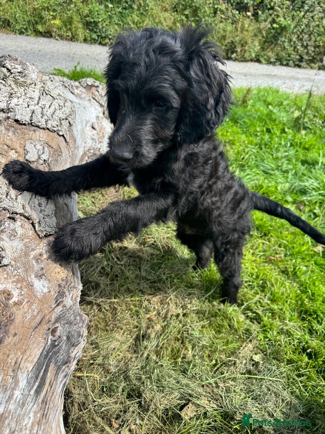 Goldendoodle dogs for sale:  F1b golden doodle puppies ready to go.  in Llandeilo - Image 15