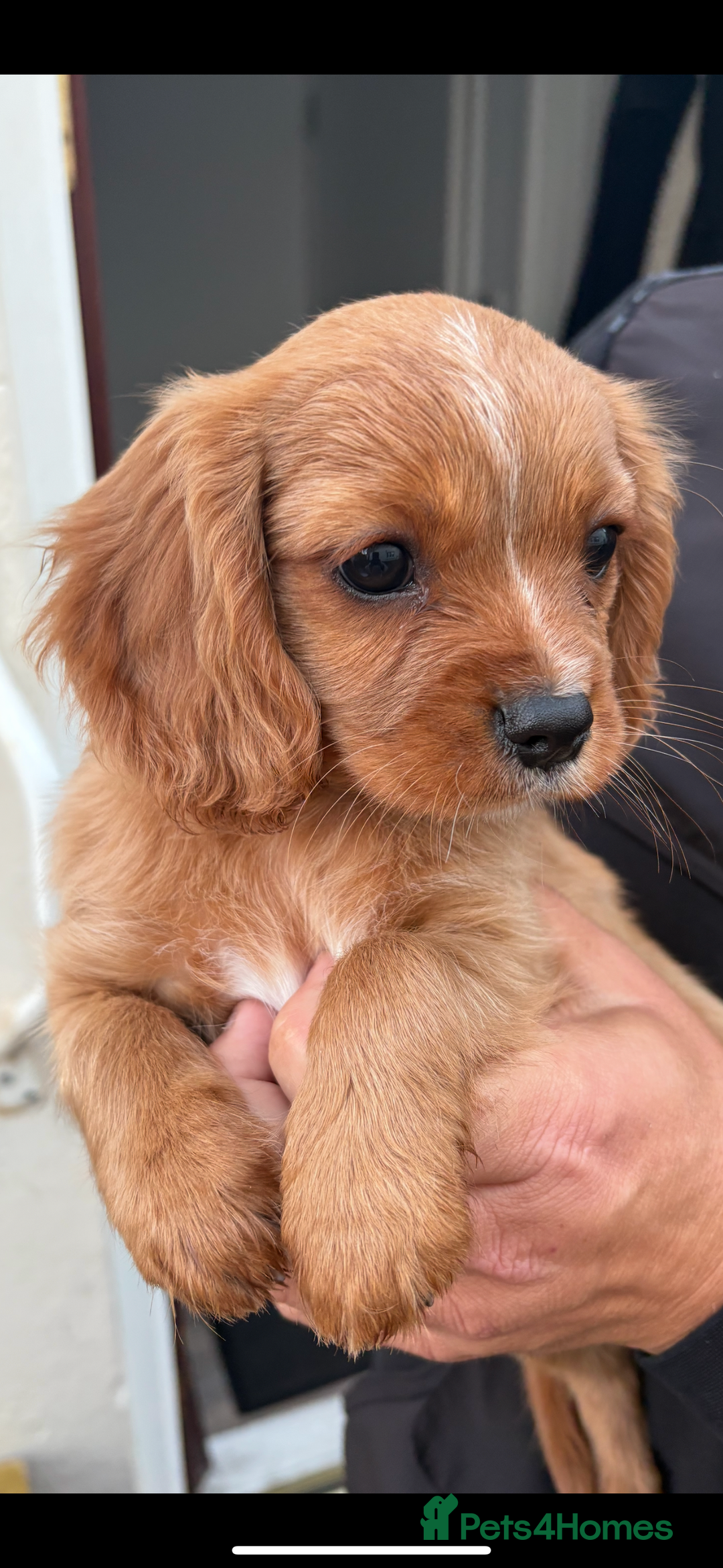 Cavalier King Charles Spaniel dogs for sale: 1 BOY LEFT**** Cavalier King Charles puppies - Image 3
