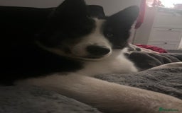 Mixed Breed dogs for sale: Meet Blu our beautiful husky/samoyed. 1 year old - Image 6