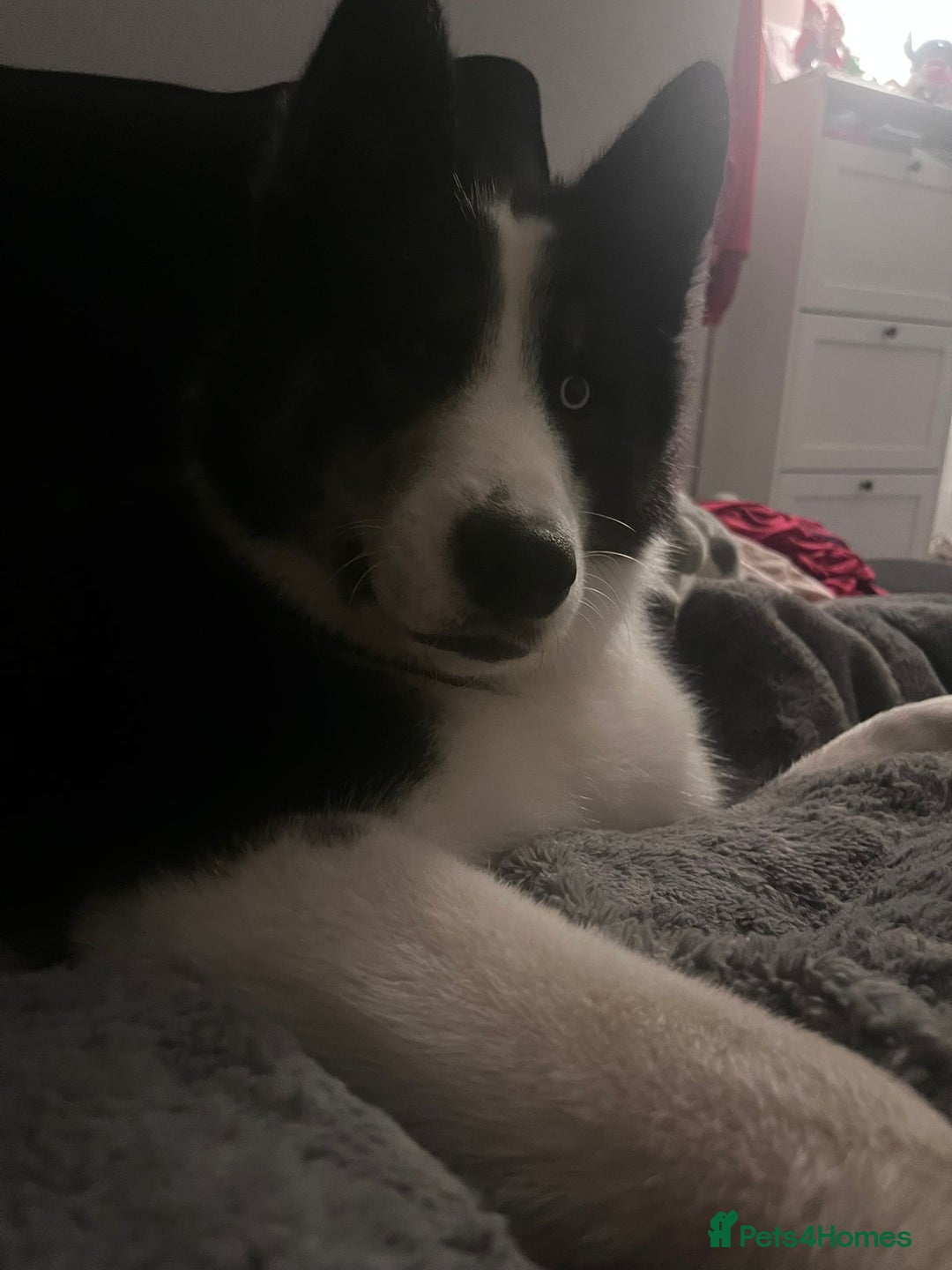 Mixed Breed dogs for sale: Meet Blu our beautiful husky/samoyed. 1 year old - Image 6