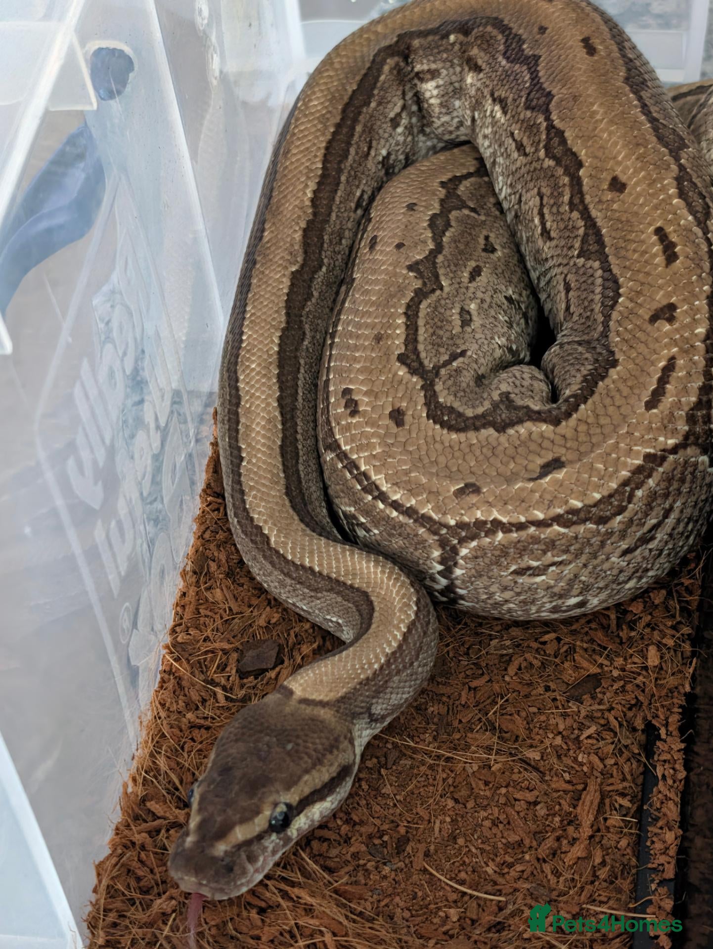Python Snake reptiles Male jigsaw royal python approx 5 to 6 years  - Advert 1