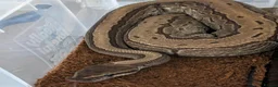 Python Snake reptiles for sale: Male jigsaw royal python approx 5 to 6 years  - Advert 1