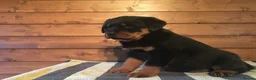 Rottweiler dogs for sale: TRADITIONAL GERMAN ROTTWEILER PUPPIES FOR SALE - Advert 7