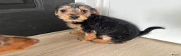 Mixed Breed dogs for sale: 3 beautiful dachshund cross Yorkshire terrier  - Advert 5