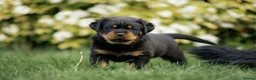 Rottweiler dogs for sale: Stunning Chunky Rotweillers from fantastic parents - Advert 7
