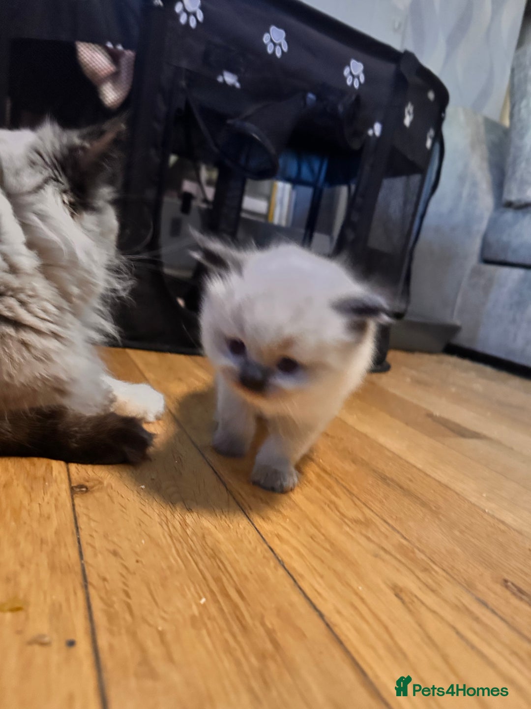 Ragdoll cats for sale: Pure ragdoll  - Advert 19