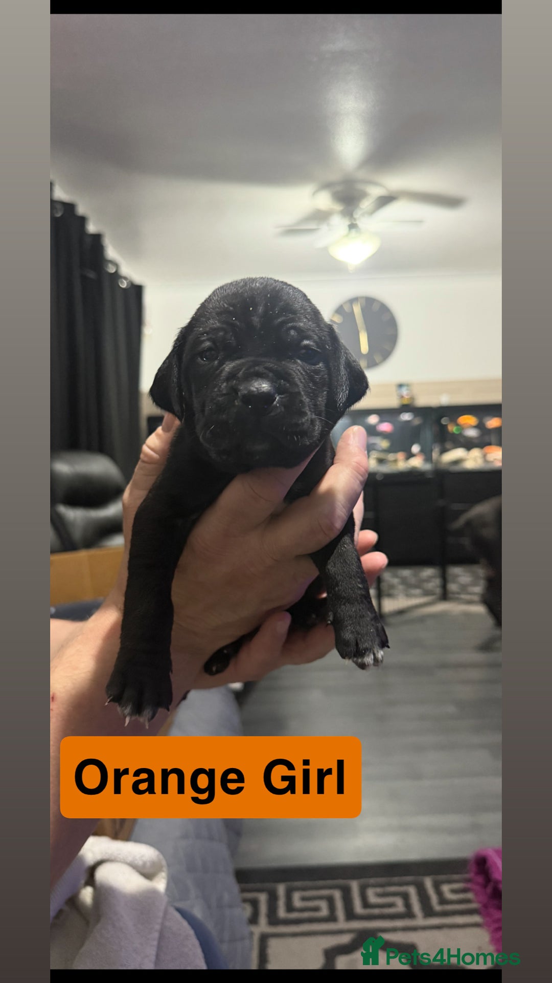Cane Corso dogs for sale: 12 beautiful cane corso puppies 🐾 - Advert 7