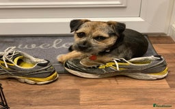 Border Terrier dogs for sale: Male Border Terrier - Image 4