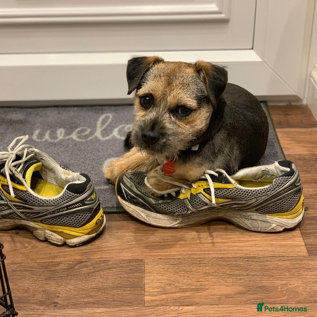 Border Terrier dogs for sale: Male Border Terrier - Image 4