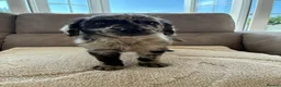 Labradoodle dogs for sale: Merel labradoodle puppies  - Advert 3