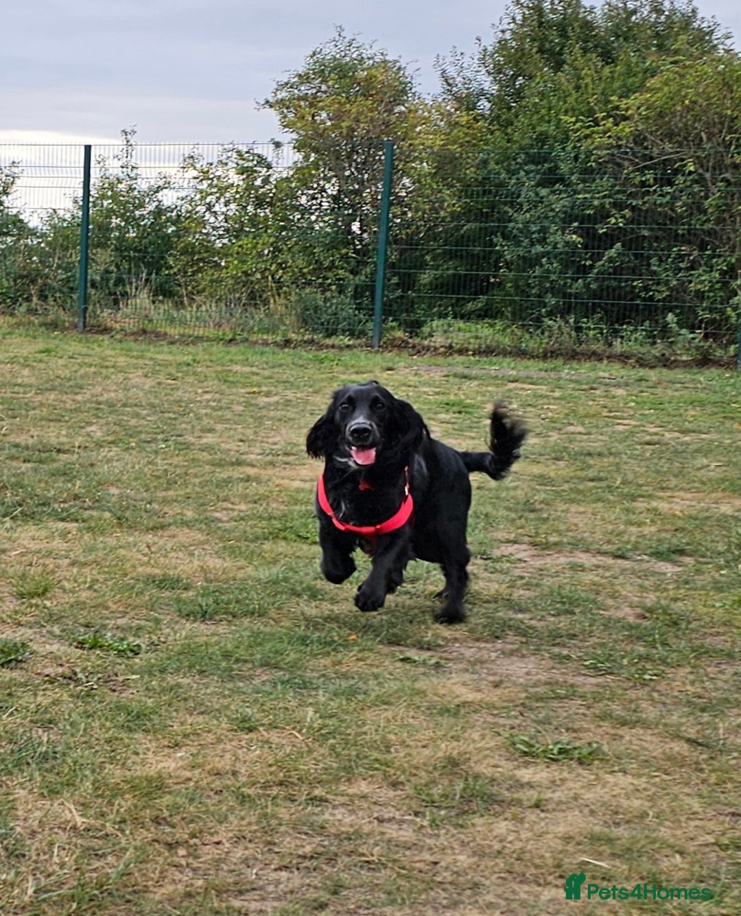 Cocker Spaniel dogs for sale: One year old Cocker Spanial - Advert 1