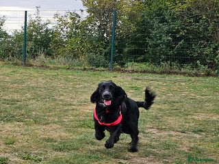 Cocker Spaniel dogs One year old Cocker Spanial - Advert 2