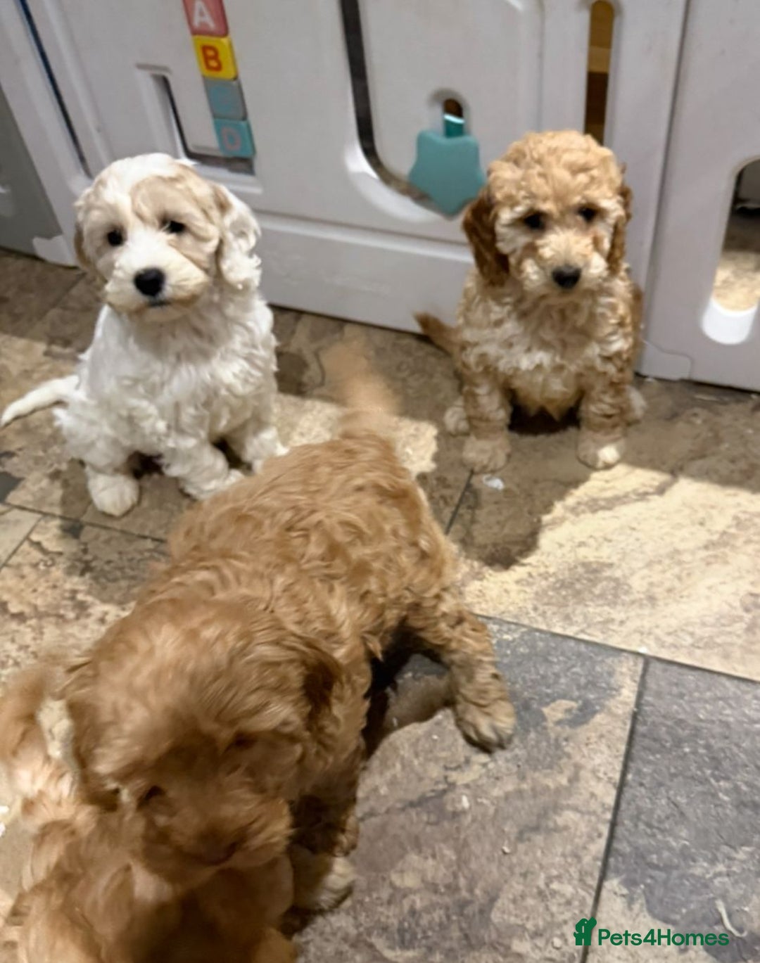 Cockapoo dogs for sale: Quality Cockapoo Puppies - Advert 9