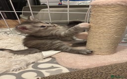 Maine Coon cats for sale: TICA Registered Maine Coon Kittens - Image 6