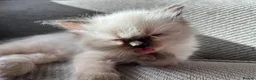 Ragdoll cats for sale: Only 2 beautiful ragdolls girls left  - Advert 11