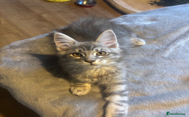 Maine Coon cats - Advert 6