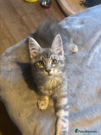 Maine Coon cats - Advert 6