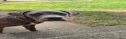 Cane Corso dogs for sale: ATHENA - Advert 21